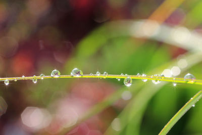 Close-up of water drops on plant