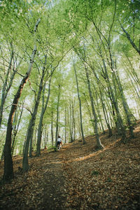 People walking amidst trees in forest