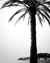 Low angle view of palm tree against clear sky