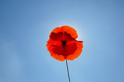 Low angle view of red hibiscus against clear blue sky