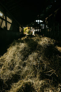 Full frame shot of dry plants