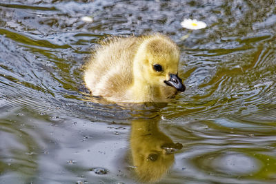 Duck swimming in lake