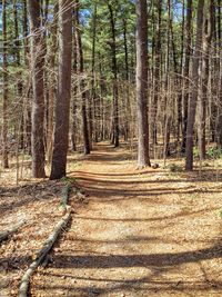 Scenic view of forest