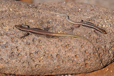Close-up of lizard on rock