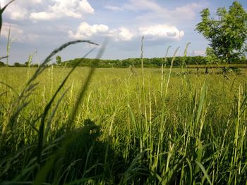 Scenic view of agricultural field against sky