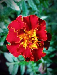 Close-up of red poppy blooming outdoors