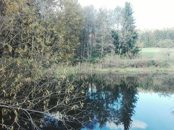 Reflection of trees in lake