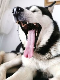 Close-up of dog yawning