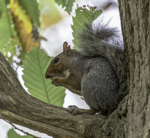 Squirrel on tree trunk