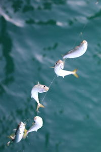 High angle view of fishes on fishing pole over sea