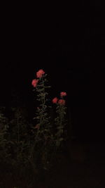 Flowers against black background