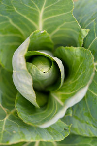 Full frame shot of cabbage