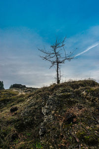 Plants and trees against sky during sunset