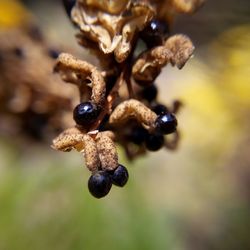 Close-up of plant against blurred background