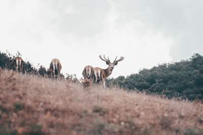 Deer in a field