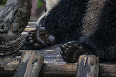 Close-up of a sleeping in a zoo