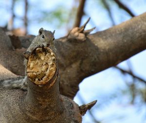 Low angle view of owl perching on tree against sky