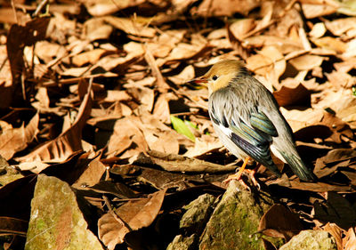 Close-up of bird perching on leaves