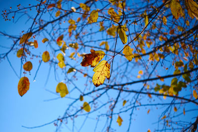 Low angle view of autumnal leaves against blue sky