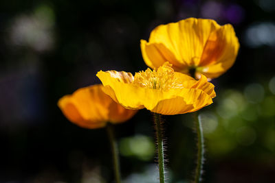 Close-up of yellow flowering plant