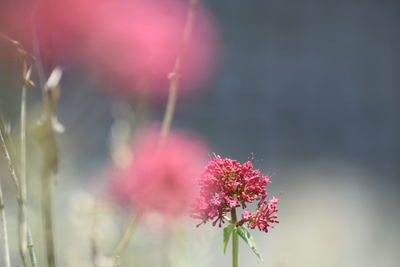 Close-up of pink flowers