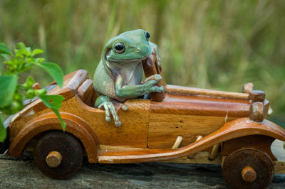 A cute little green frog on a brown vintage wooden car toy