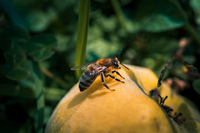 Close-up of insect pollinating on flower