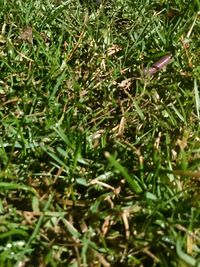 Close-up of insect on grass