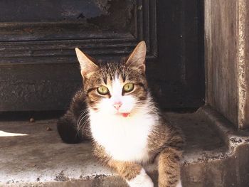 Close-up portrait of cat