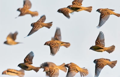 Close-up of sparrows flying against sky