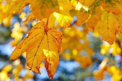 Close-up of maple leaves