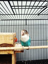 View of parrot in cage