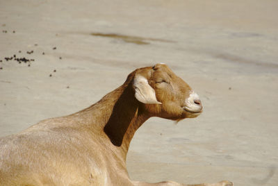 Close-up of a horse on the beach