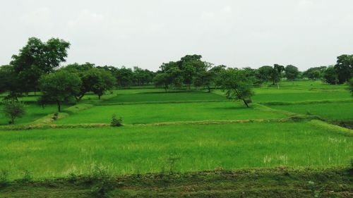 Scenic view of agricultural field against sky