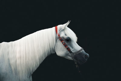 Close-up of horse against black background