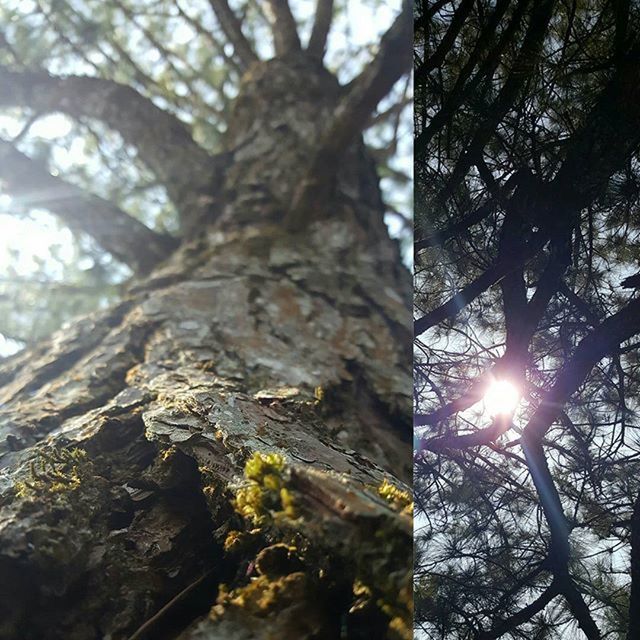 tree, sun, tree trunk, low angle view, branch, sunlight, lens flare, sunbeam, nature, tranquility, growth, forest, beauty in nature, sky, back lit, outdoors, scenics, no people, day, tranquil scene