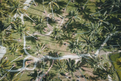 High angle view of bird flying against trees