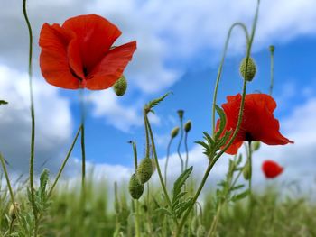 Close-up of red poppy flower on field