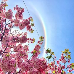Low angle view of cherry blossom against sky with 22 degree halo