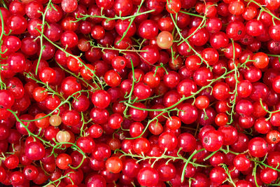 Full frame shot of red berries