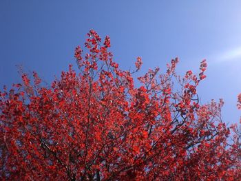 Low angle view of red tree against sky
