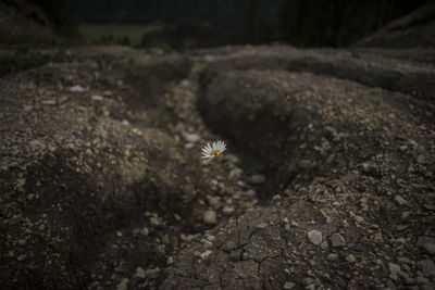 Close-up of daisy on ground