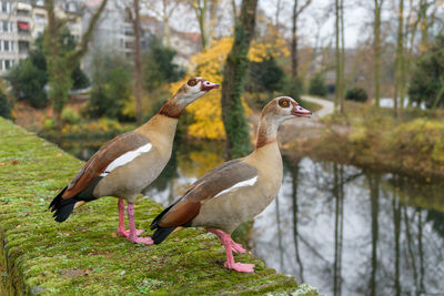 Birds perching on a tree