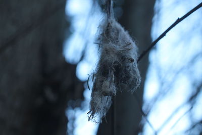 Low angle view of hanging tree