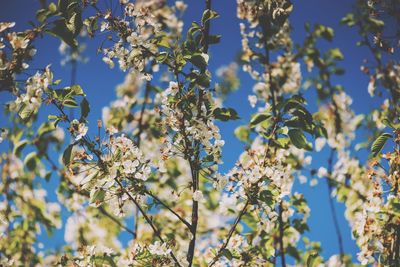 Low angle view of flowering tree against sky
