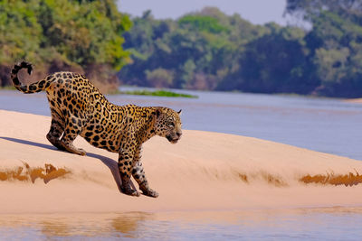 View of a cat on land