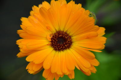 Close-up of yellow flower blooming outdoors