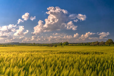 Scenic view of grassy landscape against sky