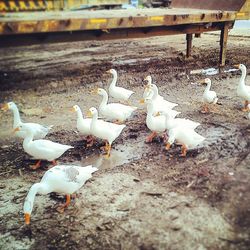 Birds on white background