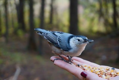 Close-up of bird perching on tree